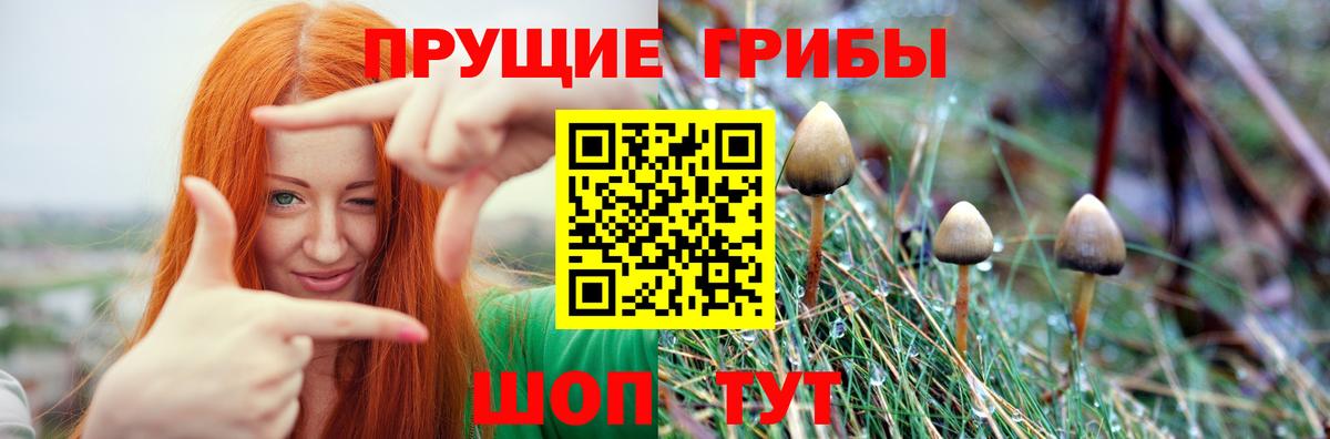 Псилоцибиновые грибы Psilocybine cubensis Кандалакша